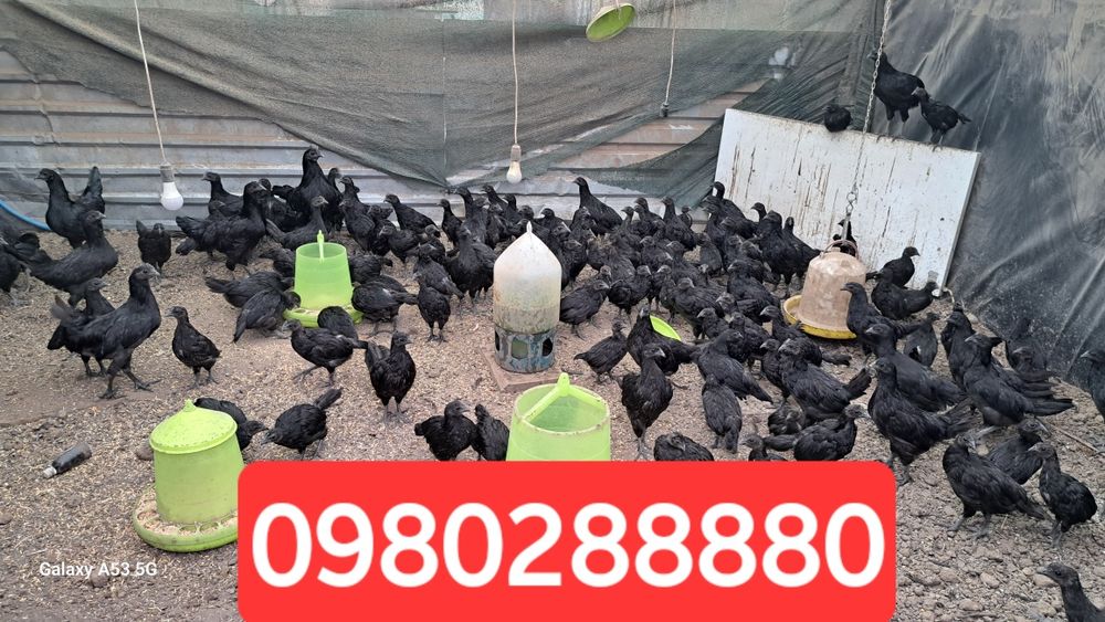 Продам куры Аям цемани