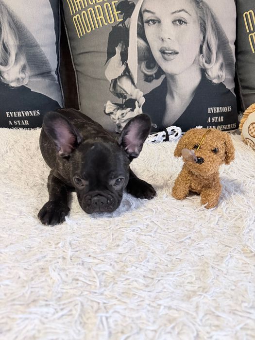 Продам щенка французского бульдога