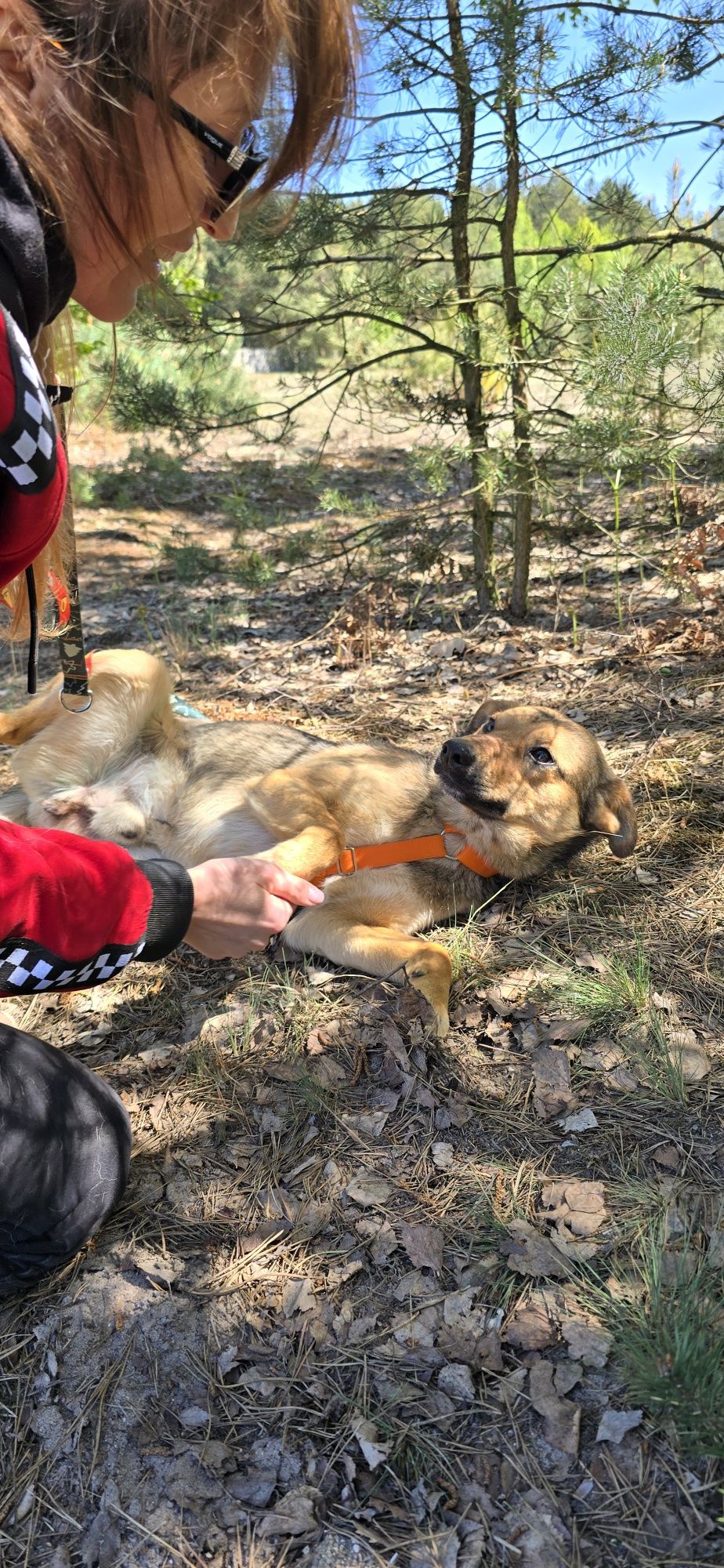 Lukier  młodziutki piesek do adopcji