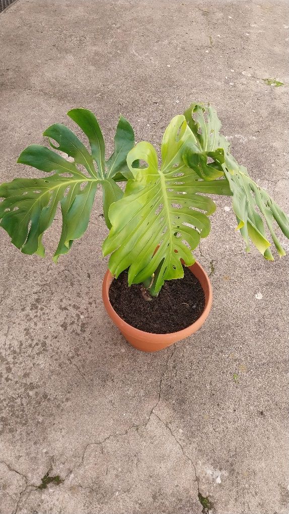 Costela de Adão/ Monstera