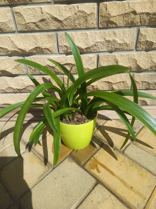 Фікус мокламе драцена різдвяник шлюмбергера