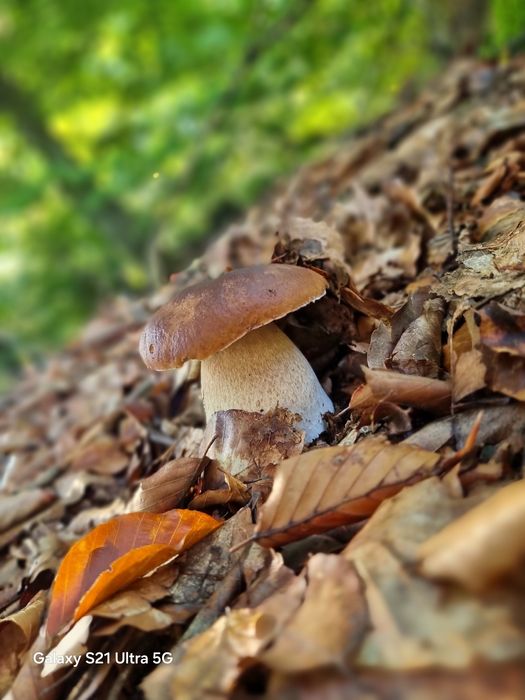 Borowik suszony, prawdziwek