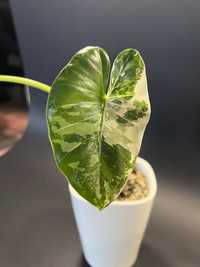 Alocasia macrorrhiza variegata