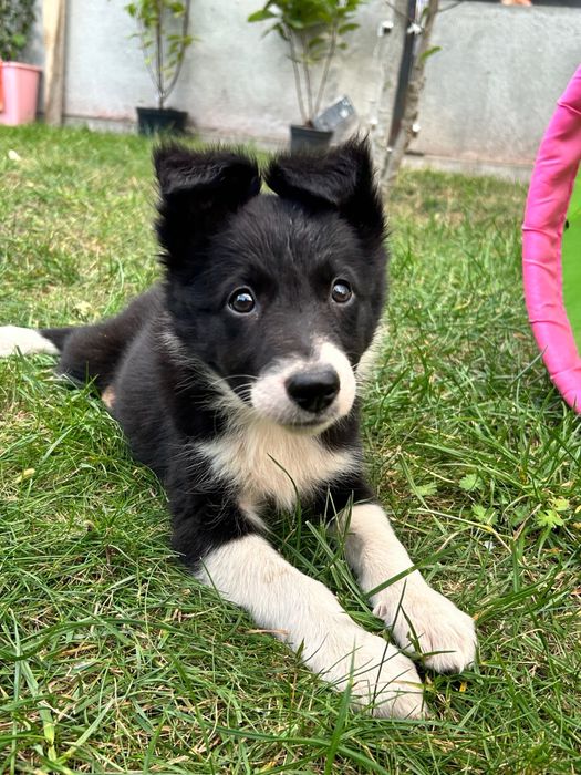 Suczka Border Collie - Rodowód - Gotowa do odbioru
