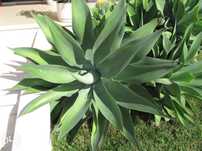 Vendo Plantas Suculentas