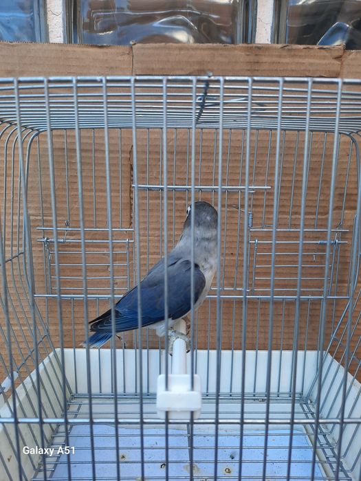 Agapornis Personata 2025 mais gaiola