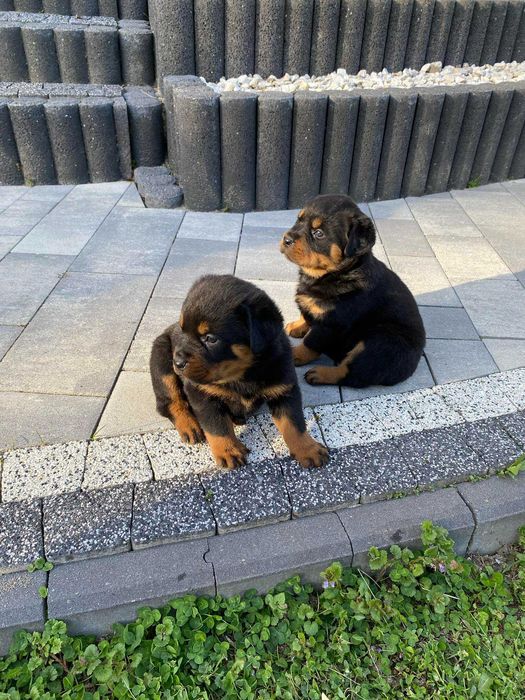 Szczeniak Rottweiler
