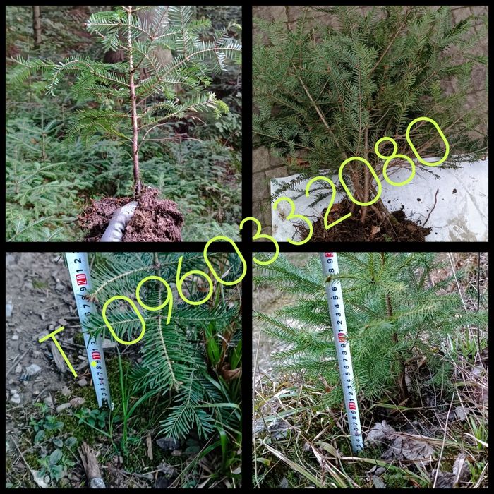 Саджанці  ялиці, ліщини