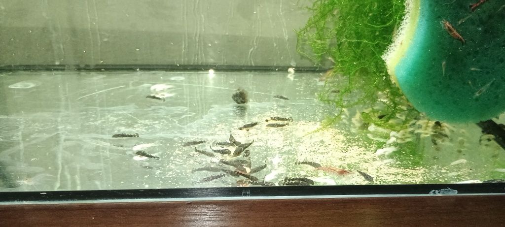 Rybki ,Kamienie, korzenie filtr
