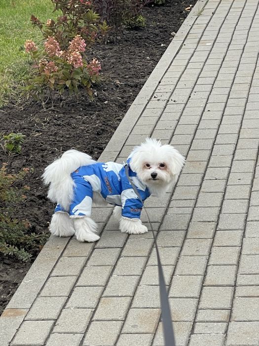 Продам собачку мальтезе 8 місяців