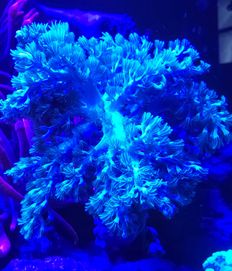 Capnella koralowiec miękki