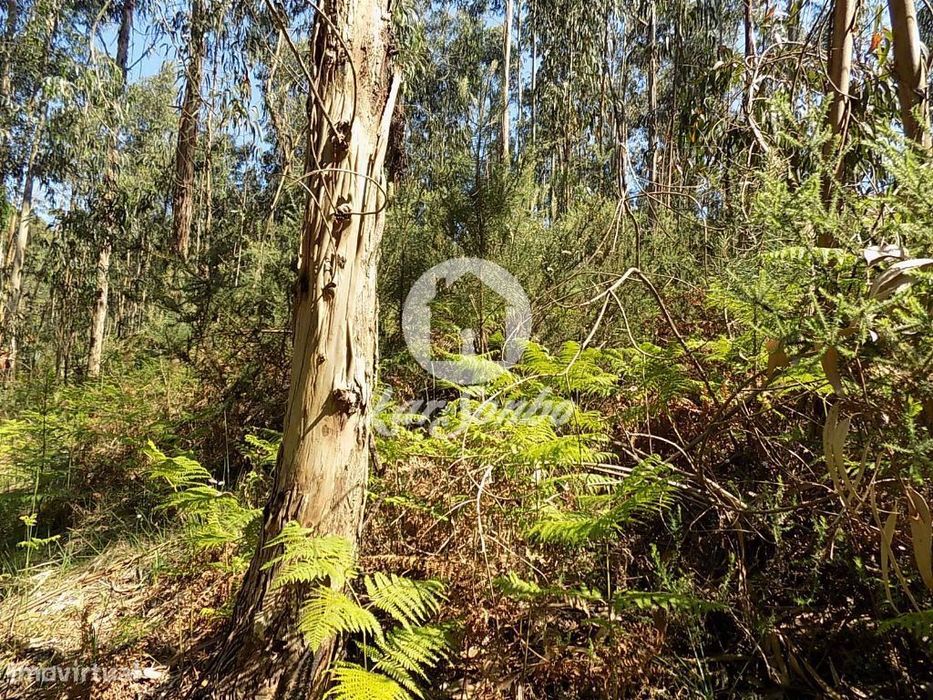 Bouça c/1.500m2 - Arnoso Sta. Eulália