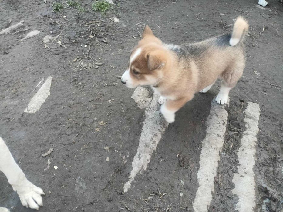 Łajka Zachodniosyberyjska Pies