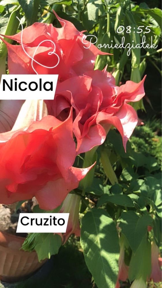 Iochroma filetowa  lub biala