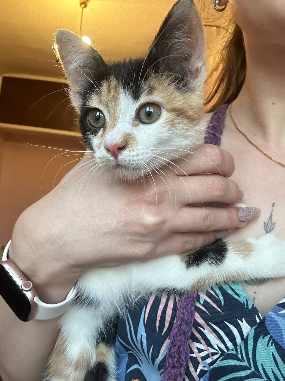 Котенок девочка 2месяца