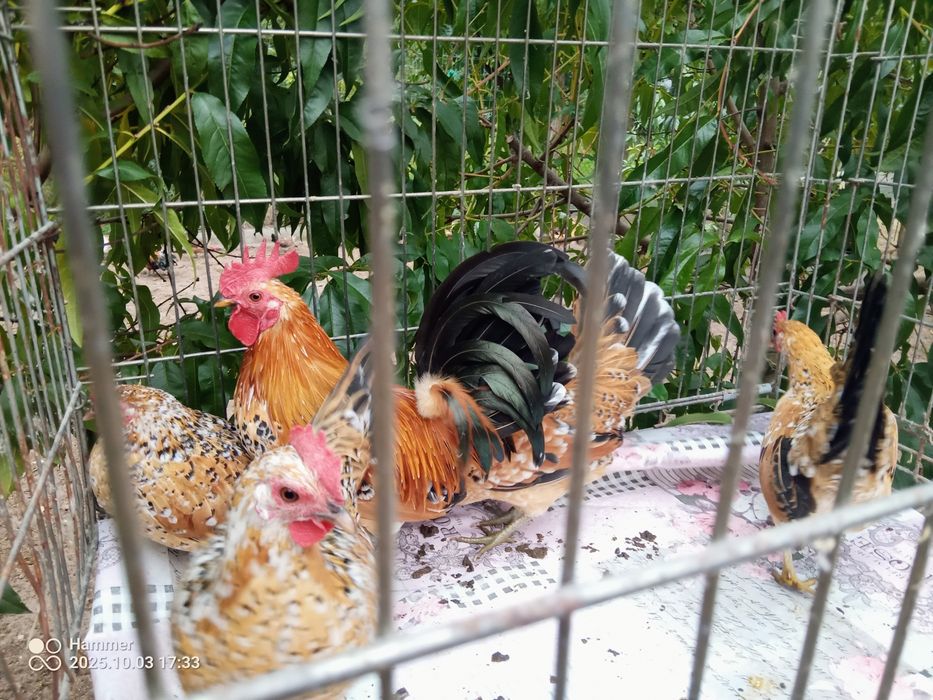 Liliputy liliputki karzełek polski