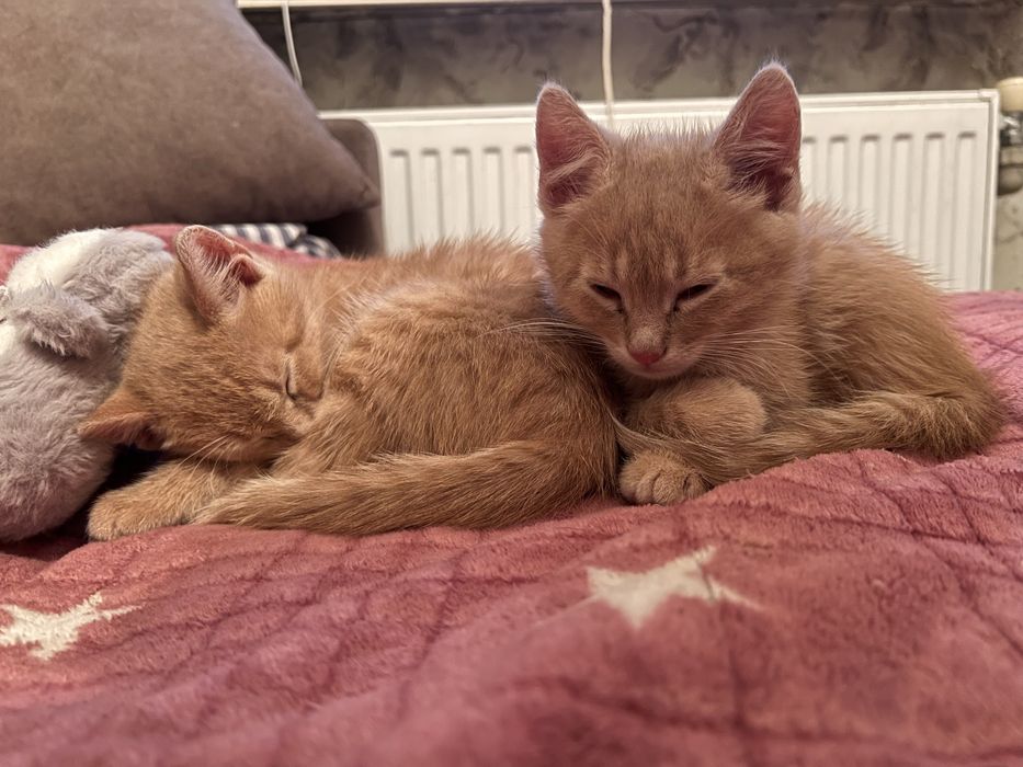 Отдаю бестплатно маленьких двух котят