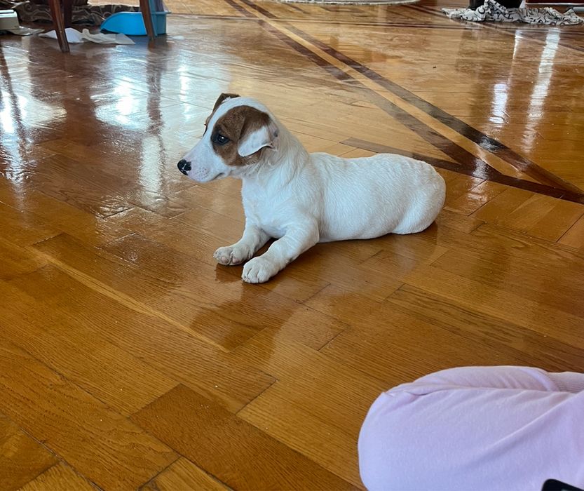 Продаться цуценята з Відмінними Породними Даними!