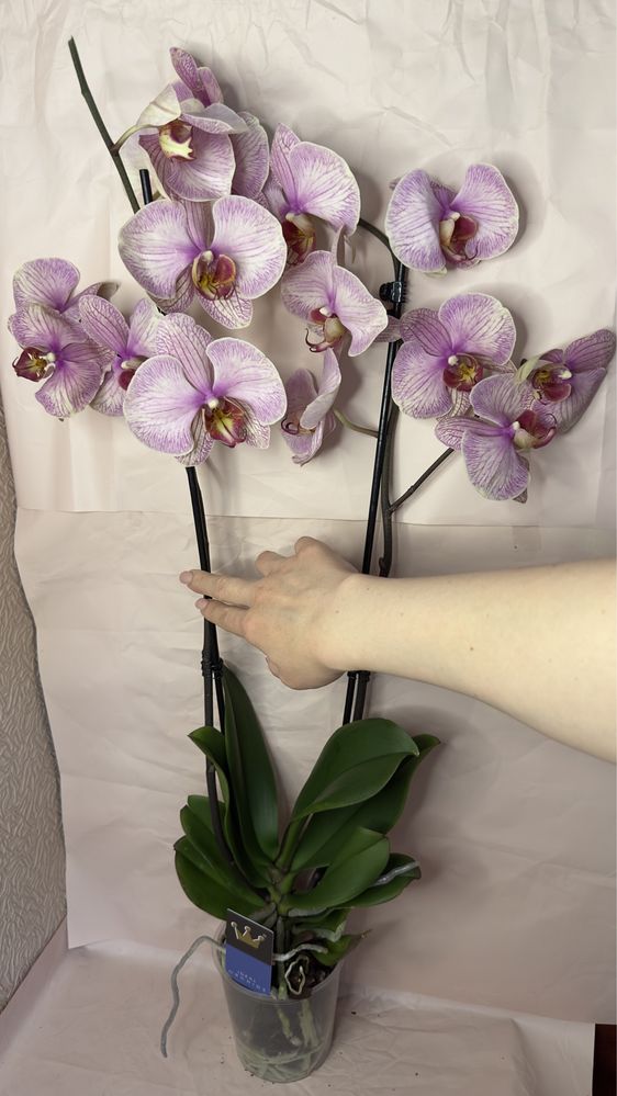 Орхідеї двогілкові