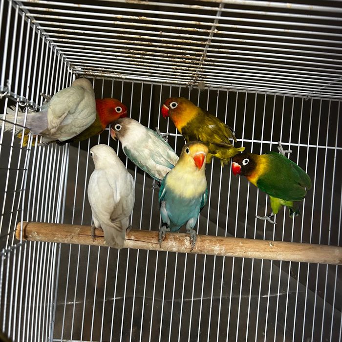 Agapornis Fischeris e personatus