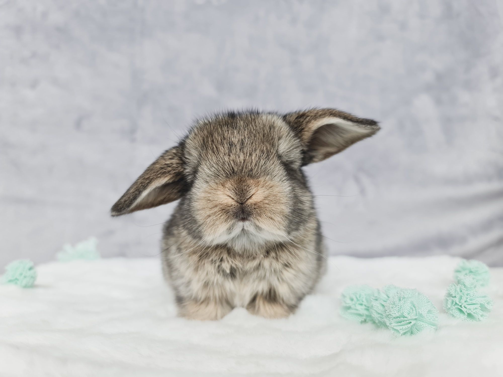 Mini lop królik króliczek miniaturka baranek hodowla zarejestrowana