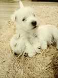 West Highland White Terrier-wolny piesek