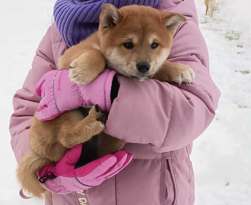 Szczeniak shiba inu