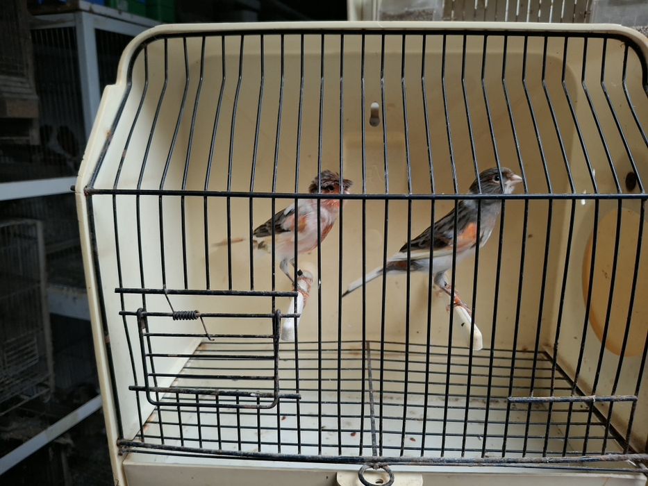 Canários arlequim e negros