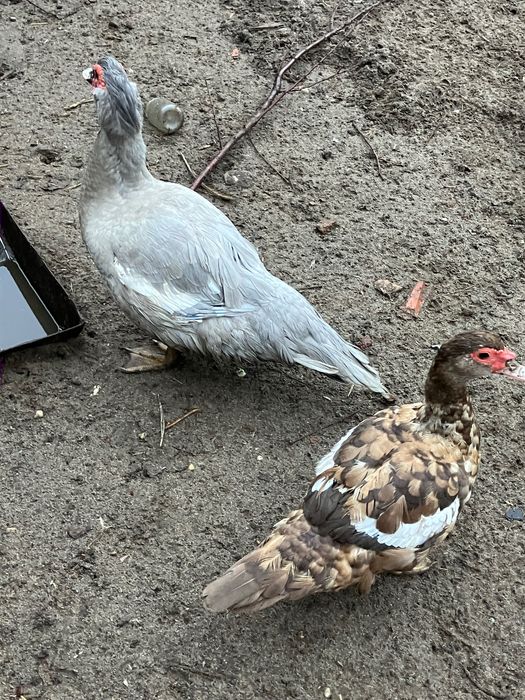 Perliczki , francuskie