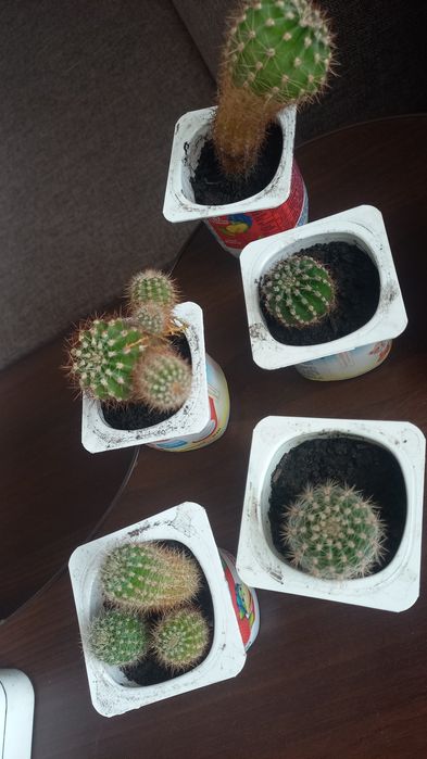 Кактуси, алоє (столітник), фіалки