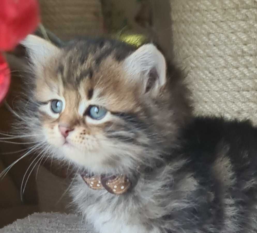 Piękna kotka syberyjska