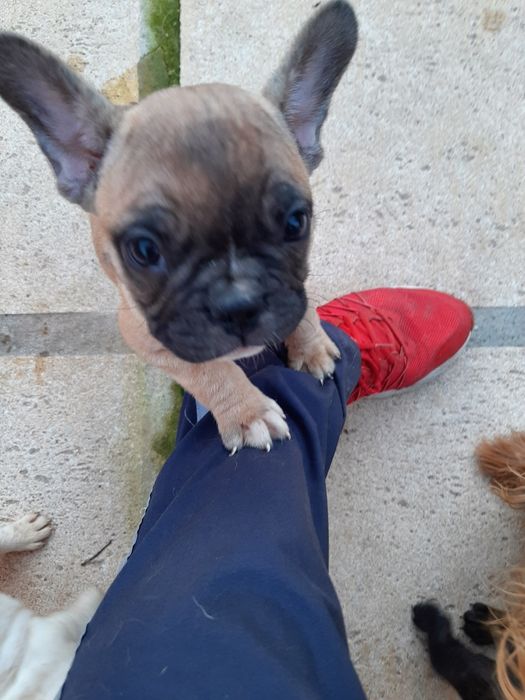 Buldog Francês blue&fawn