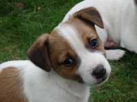 Jack Russell Terrier od #SMARTIE JACKS# rodzice FCI/ ZKwP pure JRT