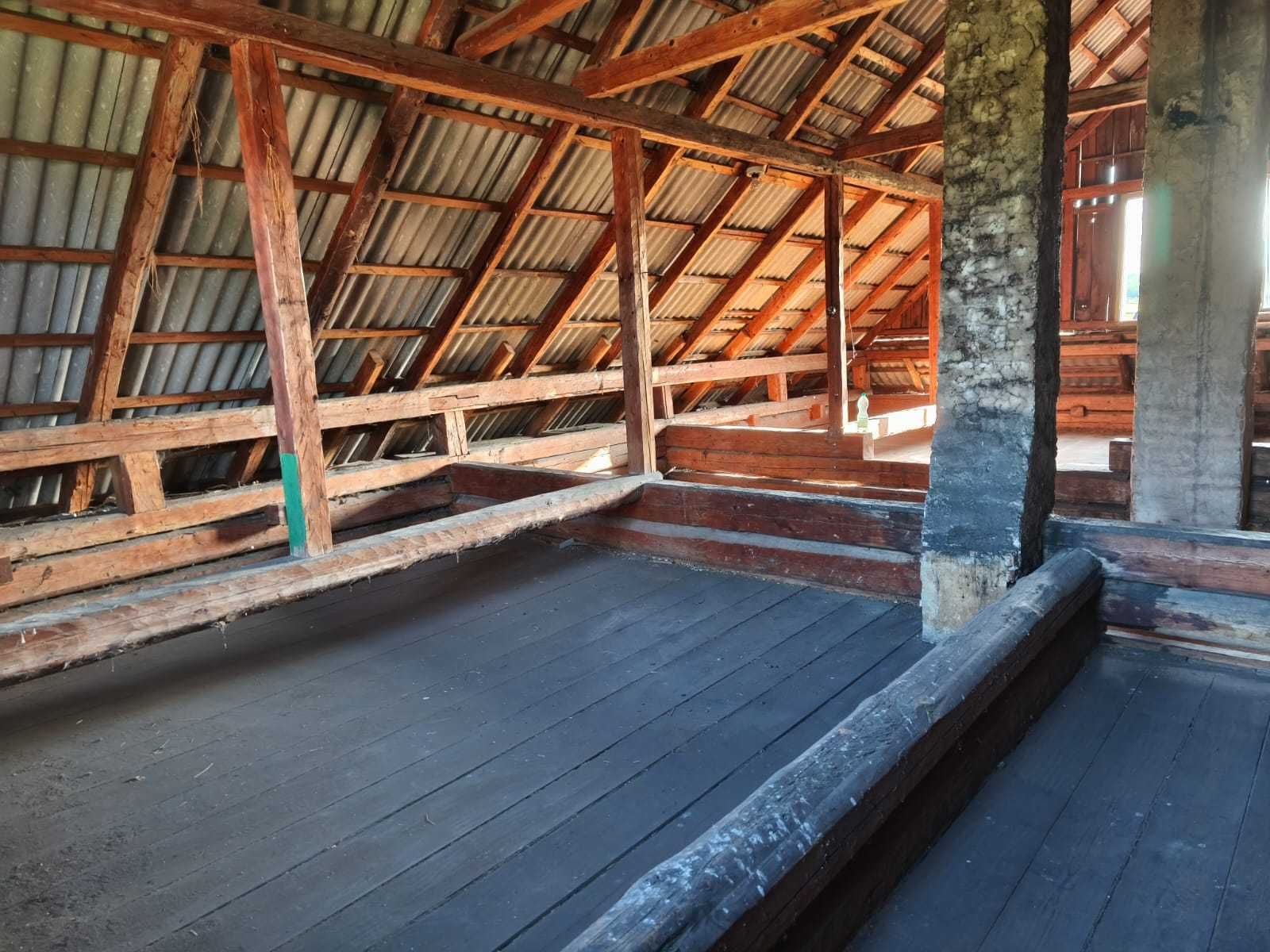 Stary dom drewniany, płazówka, płazy
