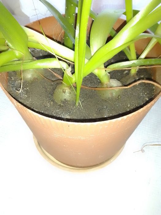 Індійська цибуля