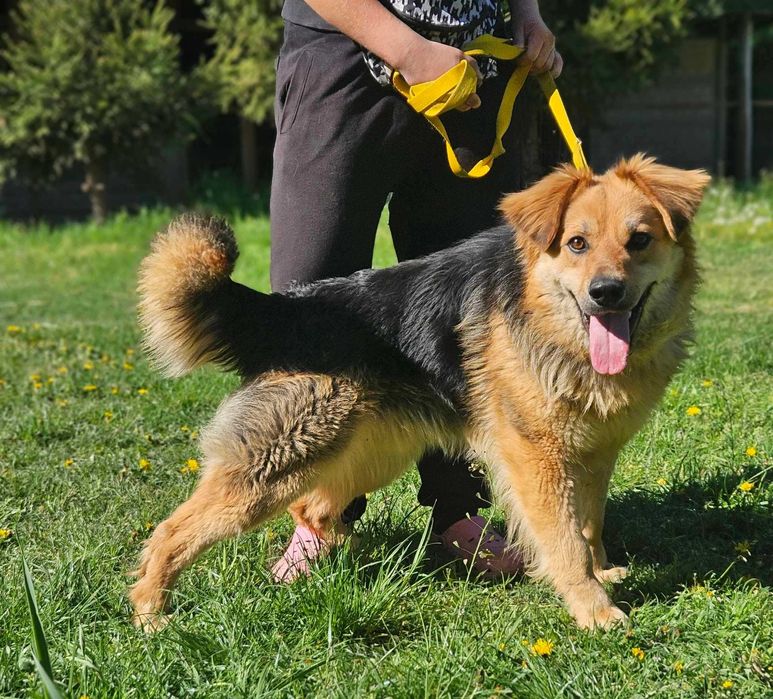 Bekon szuka domu schronisko Zgierz-aktualne