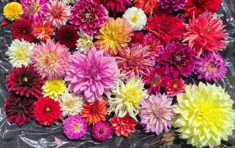 Продам бульби жоржин. Яскраве цвітіння гарантовано!