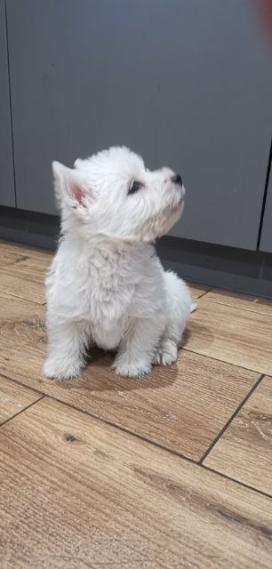 Śliczny szczeniak rasy West Highland White Terrier