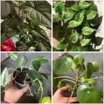 Nadwyzka roslin Epipremnum, Syngonium, Monstera, Maranta, Philodendron
