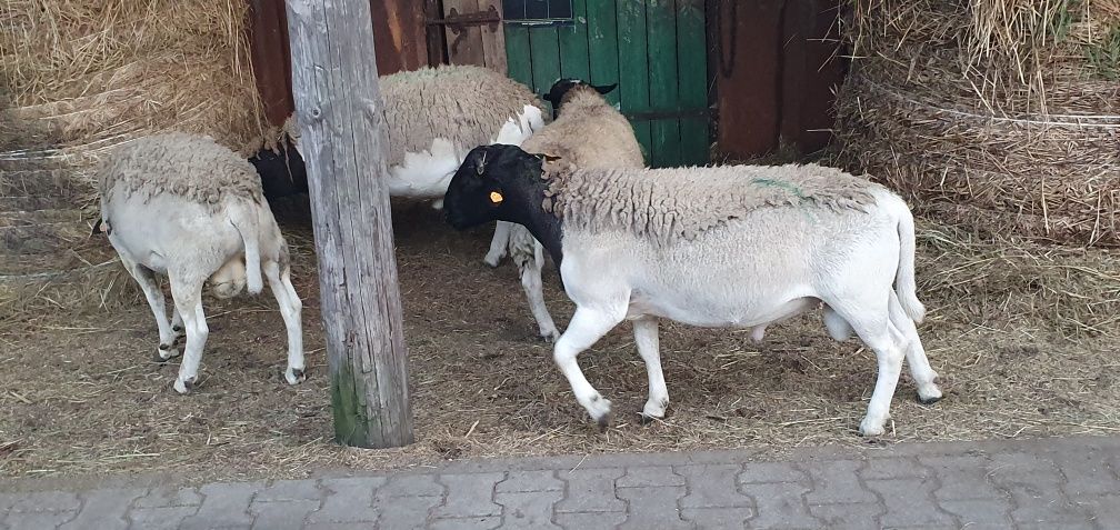 Owieczki i baranki, dorper  czysto rasowe