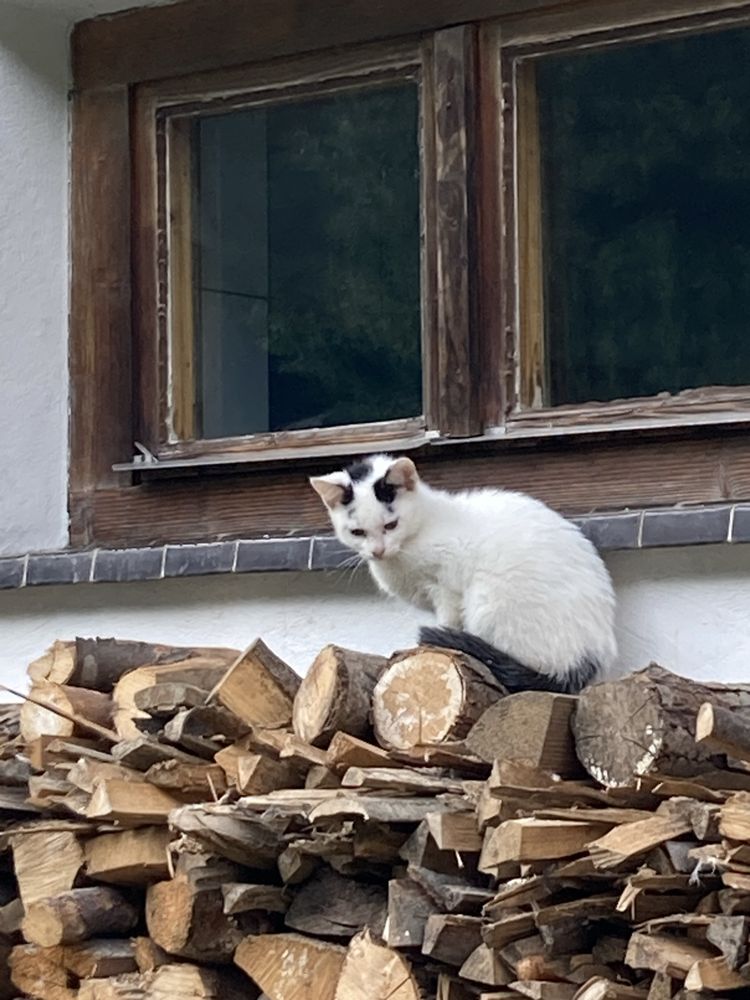 Małe kotki, koty oddam za darmo