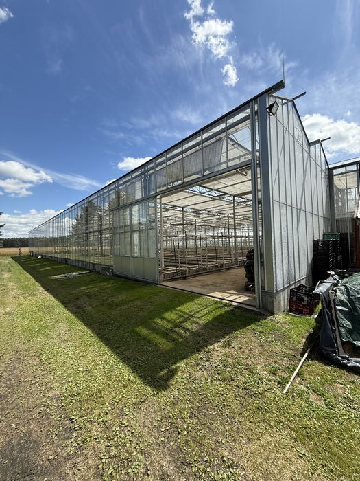 Szklarnia typu Venlo / holenderka