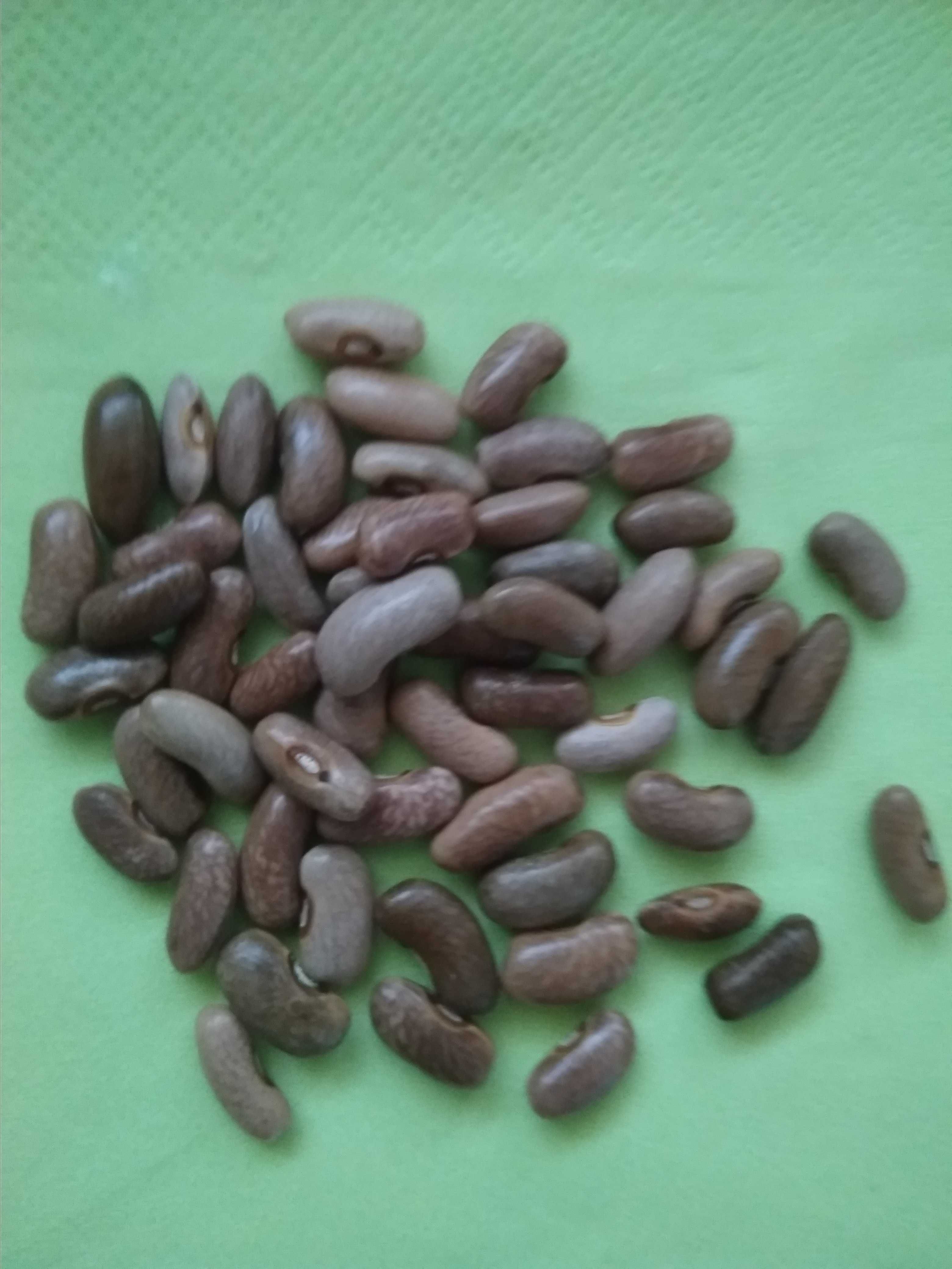 Fasolka - dynia  - koper - ogórek  - nasiona -