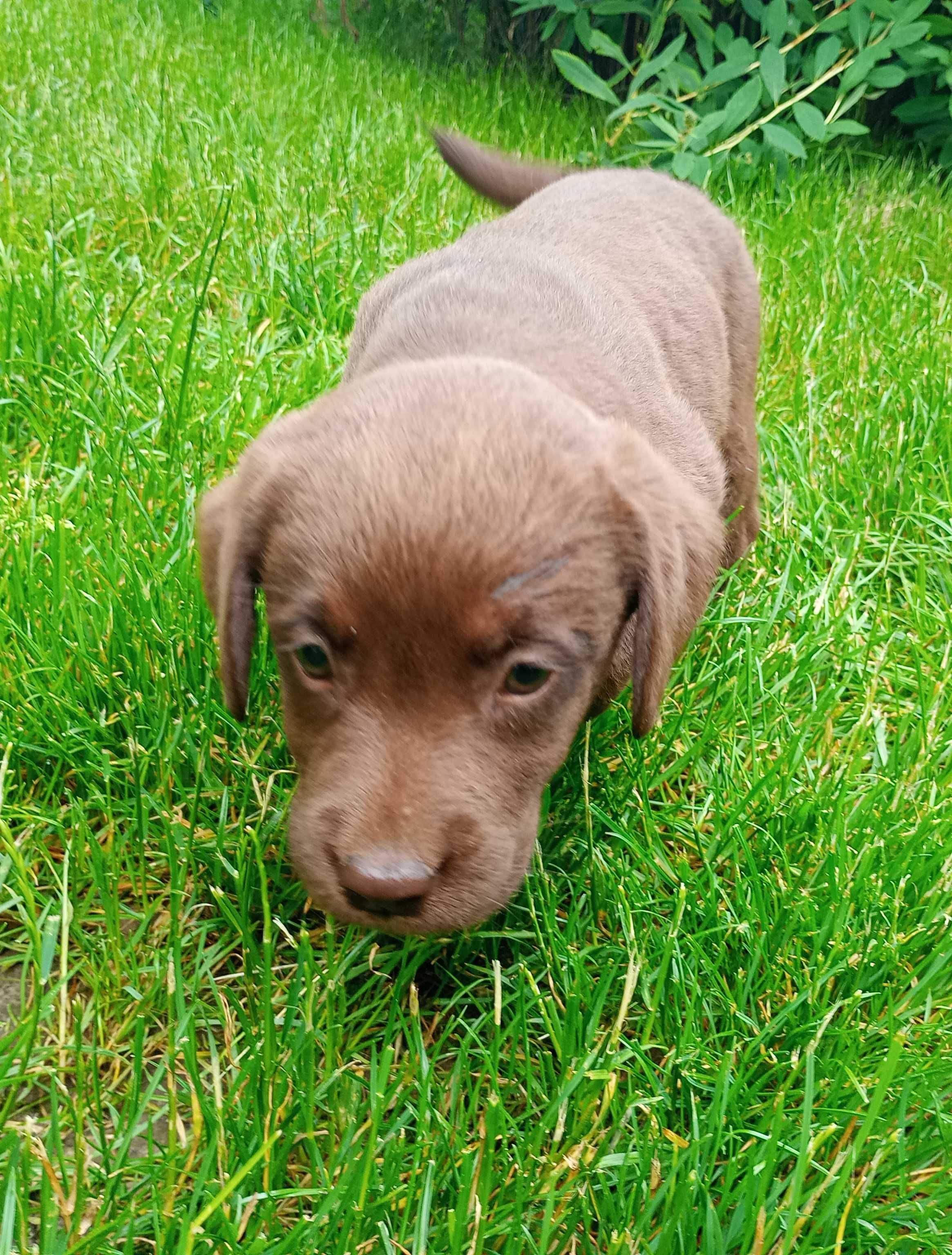 Labrador Retriever czekoladowa suczka rodowód