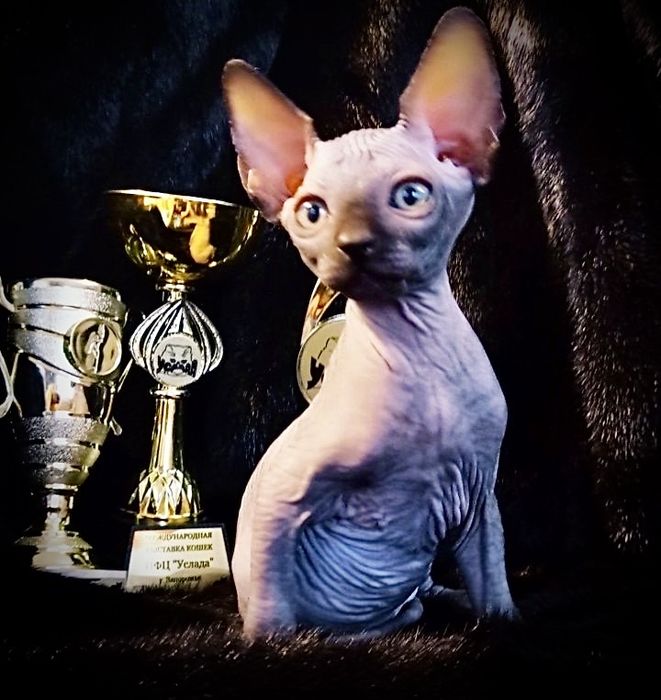 Канадский сфинкс с родословной клубный