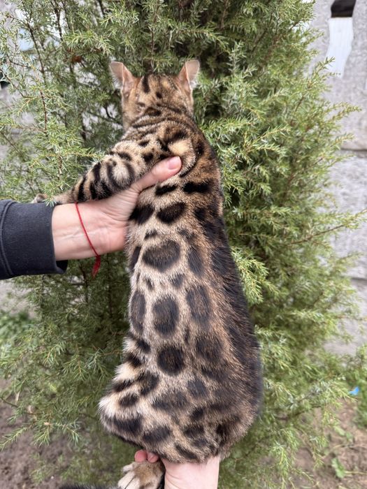 Терміново дівчинка бенгальська з документами