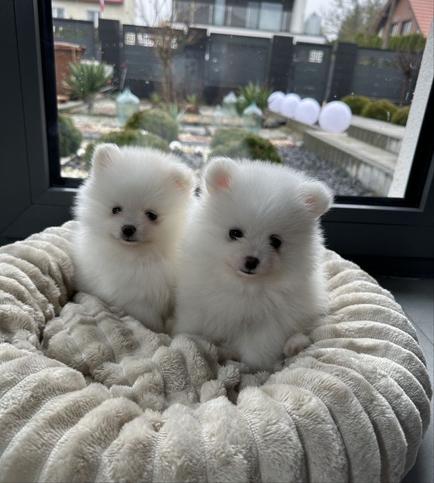Pomeranian szpic miniaturowy xxs bardzo mały biały znakomite geny