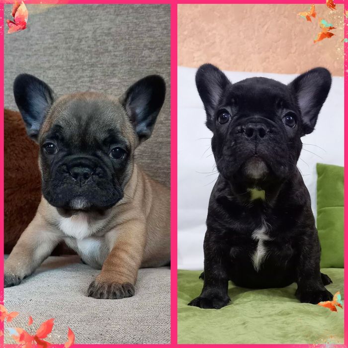 Суперові цуценята