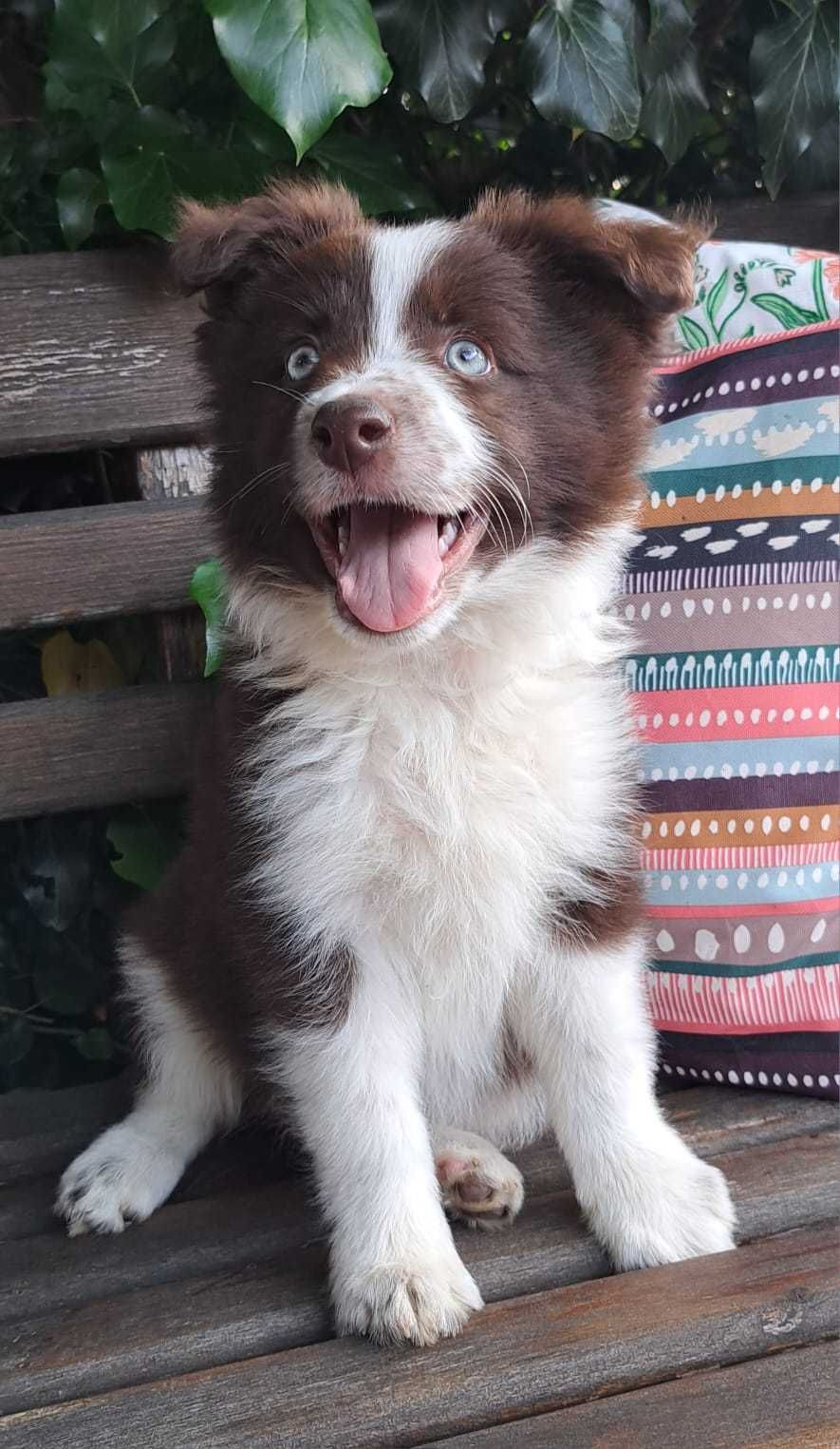 Border Collie piesek