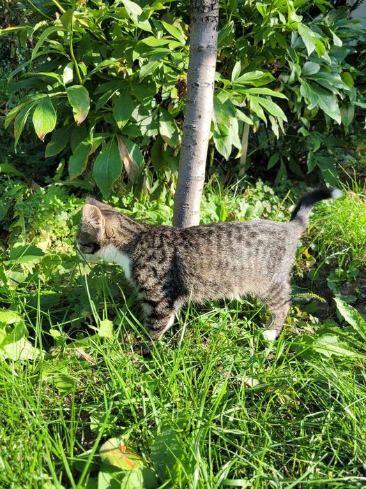 Кішка котенок дівчинка  кошеня